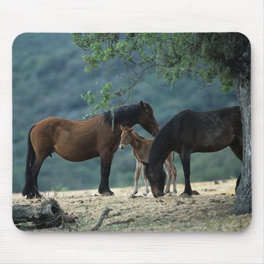 野生のムスタングのロバ及び子馬 マウスパッド (正面)