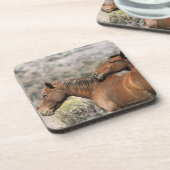 野生のムスタングの馬の接触 コースター (左側)