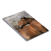 野生のムスタングの馬の接触 ノートブック (右側)