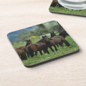 野生のムスタングの馬3 コースター (左側)