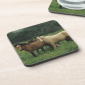 野生のムスタングの馬4 コースター (左側)