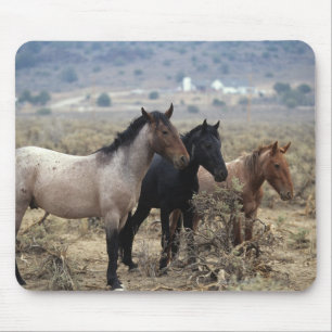 野生のムスタングの馬5 マウスパッド