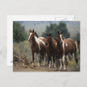 野生のムスタングの馬7 ポストカード (正面/裏面)