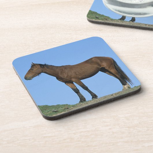 野生のムスタングの馬 コースター (左側)