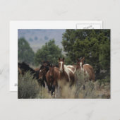 野生のムスタング馬 2 ポストカード (正面/裏面)