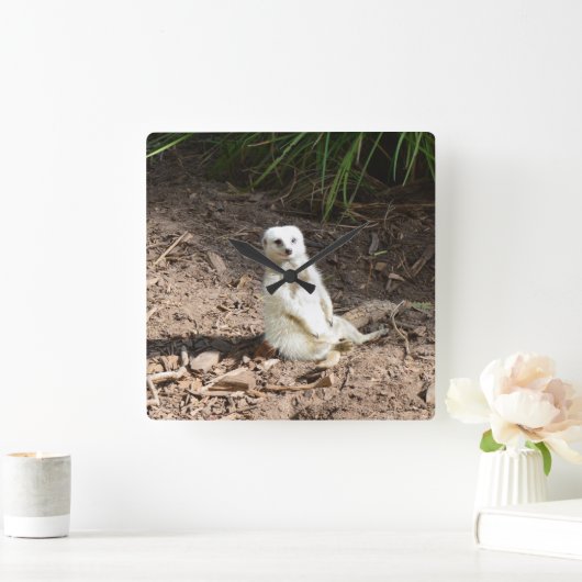 野生のモデル:カメラ用の白いメルカットのポーズ スクエア壁時計 (ホーム)