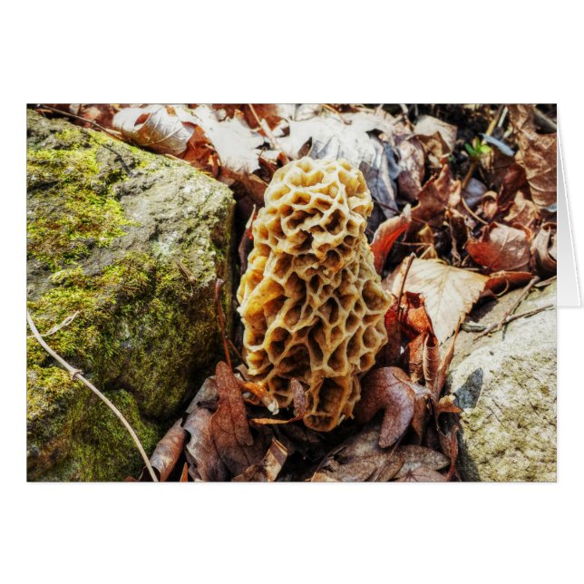 野生のモリエル菌 (正面横)
