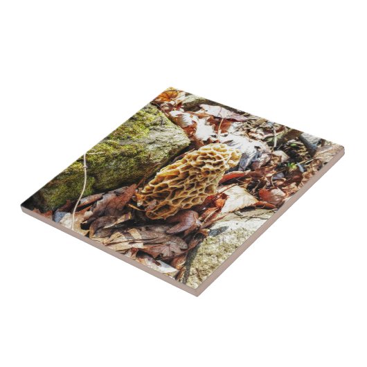 野生のモレル タイル (側面)