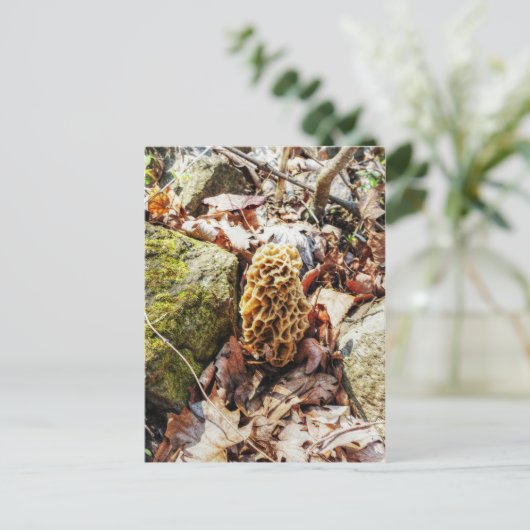 野生のモレル ポストカード (スタンド正面)