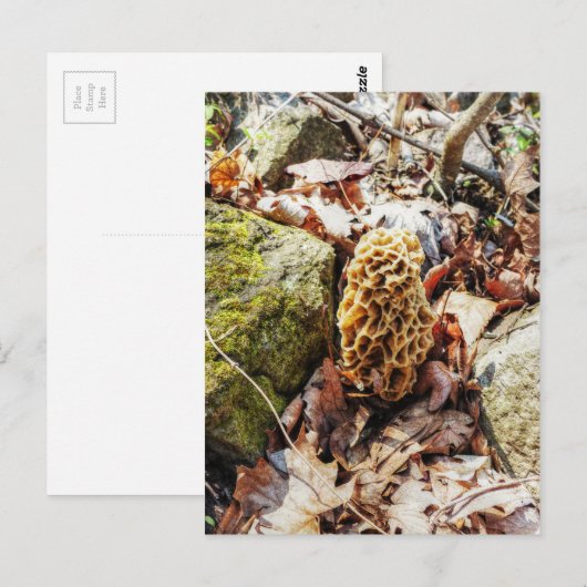 野生のモレル ポストカード (正面/裏面)