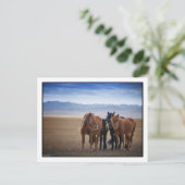 野生のモンゴル馬、ゴビ砂漠のポストカード ポストカード (スタンド正面)