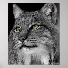 野生のヤマネコの目 ポスター