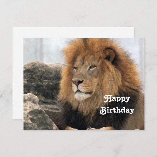 野生のライオンの写真 誕生日 ポストカード (正面/裏面)