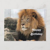 野生のライオンの写真 誕生日 ポストカード (正面)