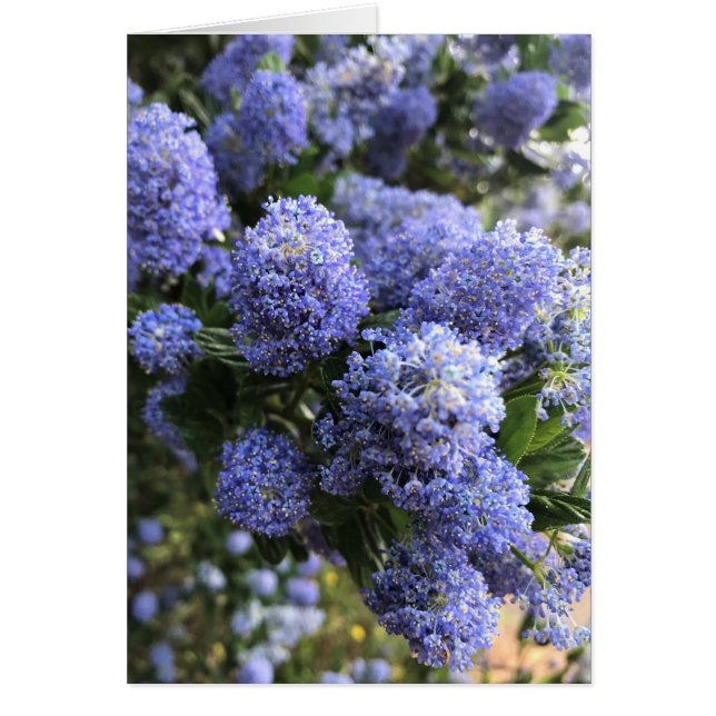 野生のライラック (正面)