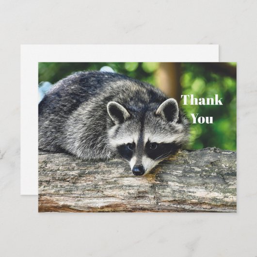 野生のラクーンの写真、ログ、哺乳類、ありがとう ポストカード (正面/裏面)