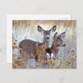 野生のラバ鹿ペア |カリフォルニア ポストカード (正面/裏面)
