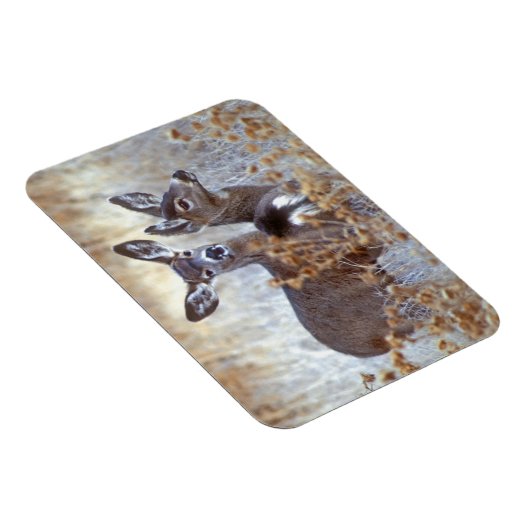 野生のラバ鹿ペア |カリフォルニア マグネット (右側)