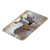 野生のラバ鹿ペア |カリフォルニア マグネット (左側)