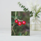 野生のランゴンベリーの果実(Vaccinium vitis-ide) ポストカード (スタンド正面)