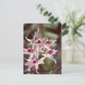 野生のラン ポストカード (スタンド正面)