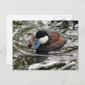野生のルディー・ダックの写真に感謝 ポストカード (正面/裏面)
