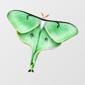 野生のルナガの虫の虫の窓が離れない ウィンドウサイン (シート)