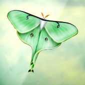 野生のルナガの虫の虫の窓が離れない ウィンドウサイン (シート3)