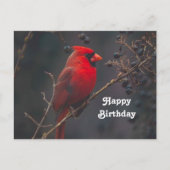 野生のルビー色のカーディナル写真の誕生日 ポストカード (正面)