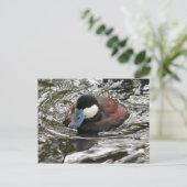 野生のワイルドダックの写真に感謝 ポストカード (スタンド正面)