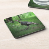 野生の七面鳥が芝生に コースター (左側)