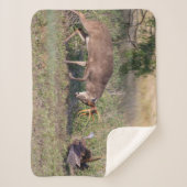 野生の七面鳥と戦う白尾の鹿 シェルパブランケット (正面)