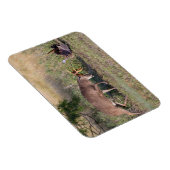 野生の七面鳥と戦う白尾の鹿 マグネット (右側)