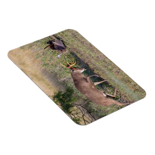 野生の七面鳥と戦う白尾の鹿 マグネット (右側)