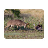 野生の七面鳥と戦う白尾の鹿 マグネット (横)