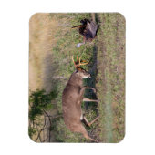 野生の七面鳥と戦う白尾の鹿 マグネット (縦)