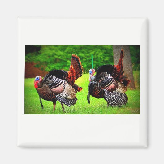 野生の七面鳥の飾磁石 マグネット (正面)