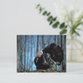 野生の七面鳥 ポストカード (スタンド正面)