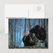 野生の七面鳥 ポストカード (正面/裏面)