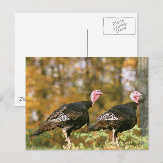 野生の七面鳥 ポストカード (正面/裏面)