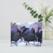 野生の七面鳥 ポストカード (スタンド正面)