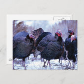 野生の七面鳥 ポストカード (正面/裏面)