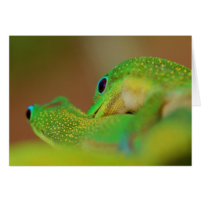 野生の側面の陽気でロマンチックなおもしろい (正面横)