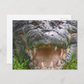 野生の動物の塩水ワニの頭の口を開く ポストカード (正面/裏面)