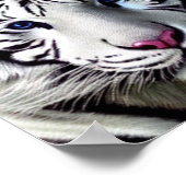 野生の動物タイガーホワイトポスター ポスター (角)