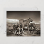 野生の動物ライオンズカブライオンズ美しい自然フォト ポストカード (正面/裏面)