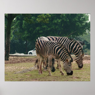 野生の動物動物園、シマウマ ポスター