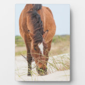 野生の口髭またはバンカーの馬 フォトプラーク (正面)