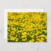 野生の小さな黄色い花野原野原 ポストカード (正面/裏面)