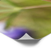 野生の忙しルパンの花を熟考する ポスター (角)